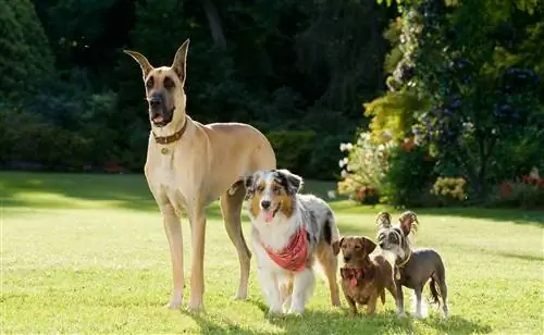 Marmaduke Nasıl Bir Köpek?