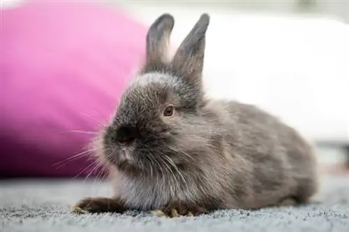 lapin allongé sur le tapis