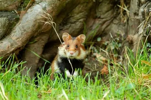 hamster europeu adulto na frente de uma árvore