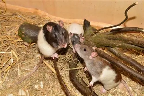 Gruppe von Ratten