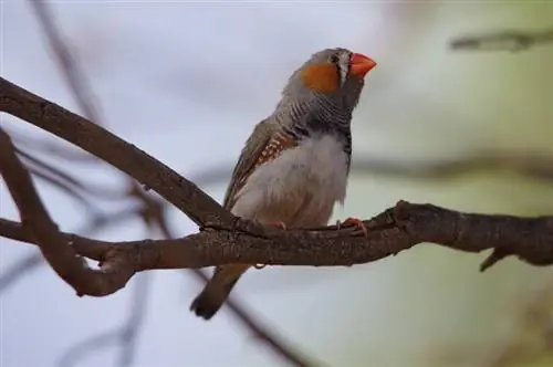 Australska Zebra Finch