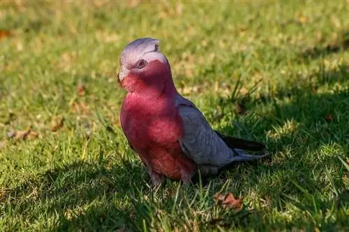 cacatua de peito rosa