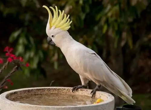 Cacatoès à huppe jaune