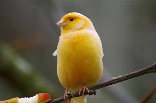 Canari domestique