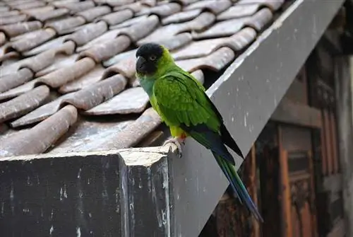 Conure Nanday