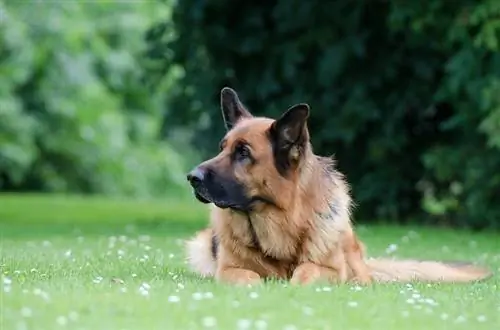 Shollie (German Shepherd & Ciam Teb Collie Mix): Cov Ntaub Ntawv, Duab, Qhov Tseeb