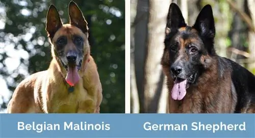 البلجيكي Malinois vs German Shepherd جنبًا إلى جنب