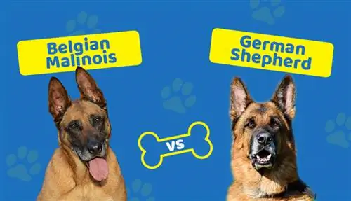 Malinois belgijski vs owczarek niemiecki: jaka jest różnica?