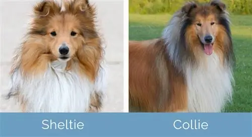 Sheltie vs Collie vienas šalia kito