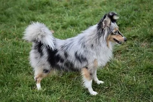 Sheepdog Merle Shetland