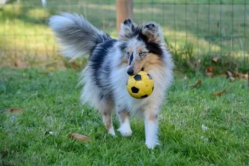 Shetland Sheepdog care se joacă cu mingea