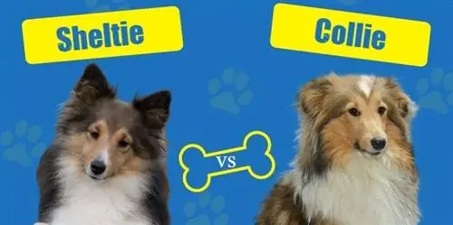 Sheltie so với Collie: Đâu là sự khác biệt? (kèm Ảnh)