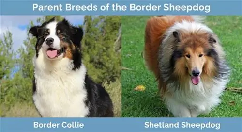 Elternrassen des Border Sheepdog