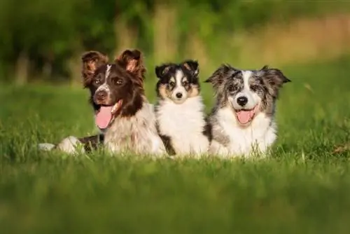 sheltie border collie