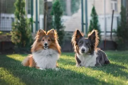 border collie sheltie