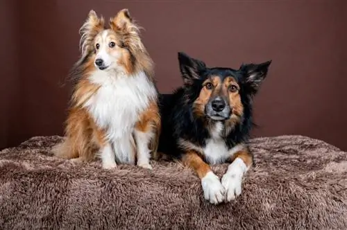 Bordercollie & Shetlandi lambakoerte segu: teave, pildid, faktid & omadused