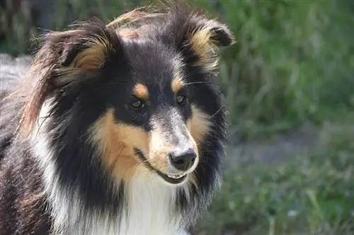 Shetland Sheepdog