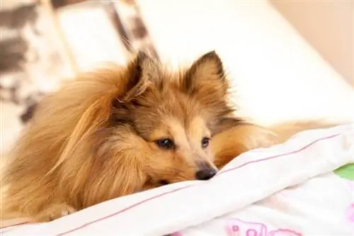 Shetland Sheepdog na cama