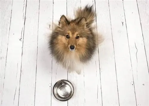 cão pastor de shetland adulto olhando para cima em um piso de tábuas de madeira branca com uma tigela de alimentação vazia na frente dela