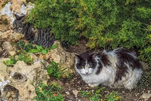 twee wilde katten