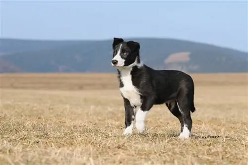 Amerikaanse Bordercollie-puppy