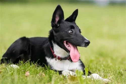 Border collie in bianco e nero