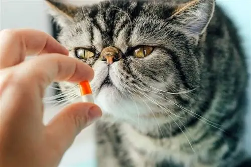 Gabapentin für Katzen (Antwort vom Tierarzt): FAQs, Verwendung, Dosierung & Nebenwirkungen