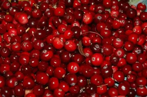 cranberries