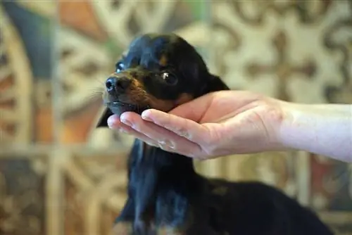 chiot teckel avec hydrocéphalie