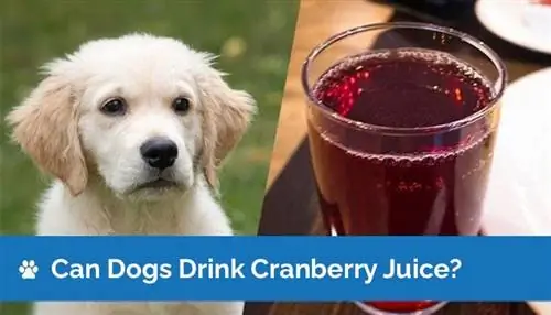 ¿Pueden los perros beber jugo de arándano? ¿Es seguro el jugo de arándano para perros?