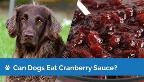 Je, Mbwa Wanaweza Kula Mchuzi wa Cranberry? Je! Mchuzi wa Cranberry ni salama kwa Mbwa?