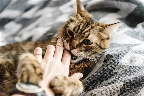 Per què els gats mosseguen quan els acaricieu? Raons per les mossegades d'amor dels gats