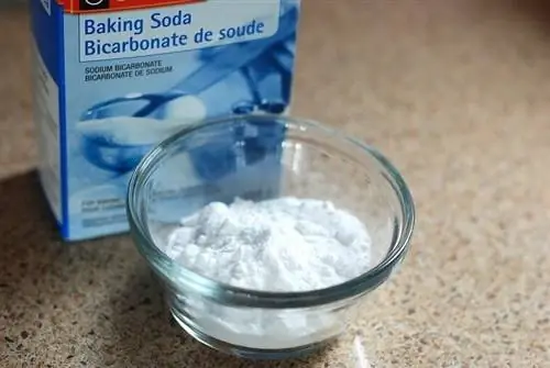 Ang Aking Aso ay Kumain ng Baking Soda! Narito ang Dapat Gawin (Sagot ng Vet)