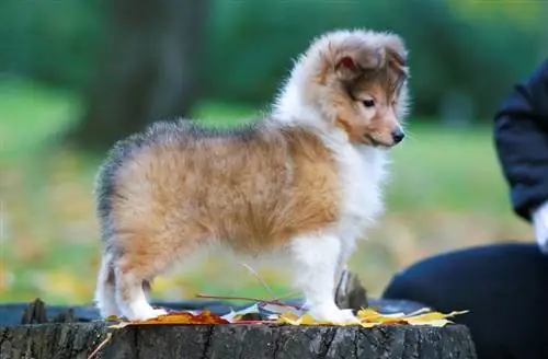 cucciolo di cane da pastore delle shetland