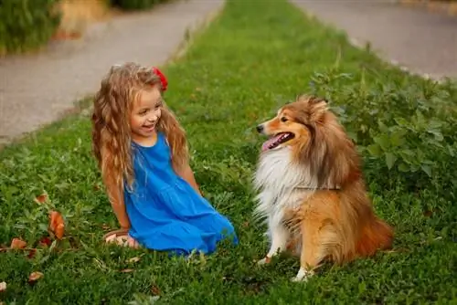 Je, Mbwa wa Shetland (Shelties) Wanafaa Pamoja na Watoto? Ukweli wa Kuzaliana & Maswali Yanayoulizwa Mara kwa Mara