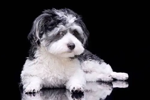 ภาพสตูดิโอของสุนัข Havanese ที่น่ารัก