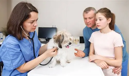 Veterinarka pregleduje kužka Havanca v kliniki