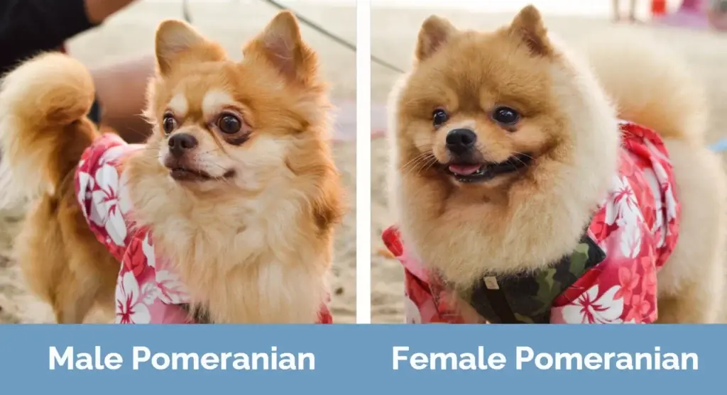 Mand vs kvindelig Pomeranian - Visuelle forskelle