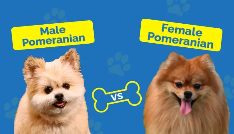 Pomeranian Mand vs Kvinde: Hovedforskelle (med billeder)