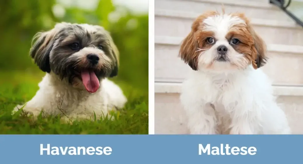 Havanese vs máltai – Vizuális különbségek