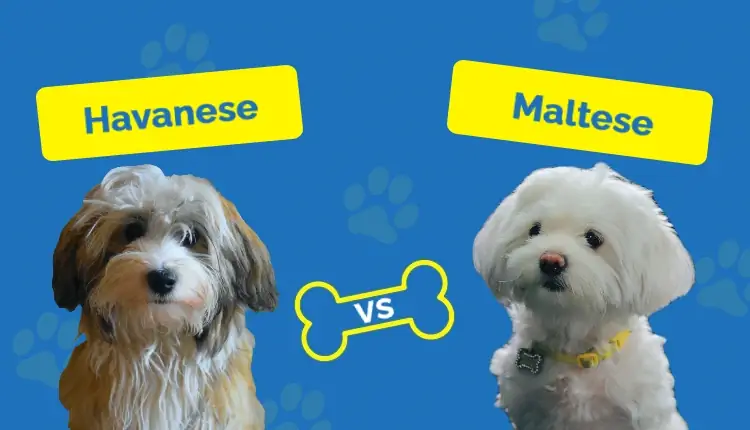 Havanese vs máltai: Főbb különbségek (képekkel)