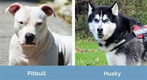 Pitbull vs Husky krah për krah