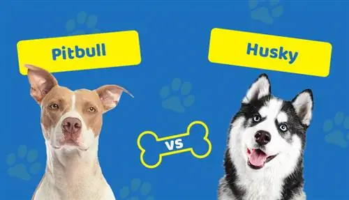 Pitbull vs. Husky: Welches ist das Richtige für mich? (Mit Bildern)