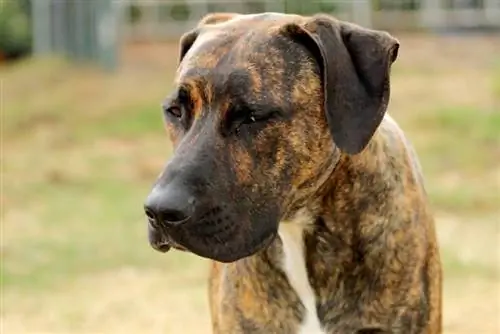 cerca de un perro ridgeback de Rodesia atigrado