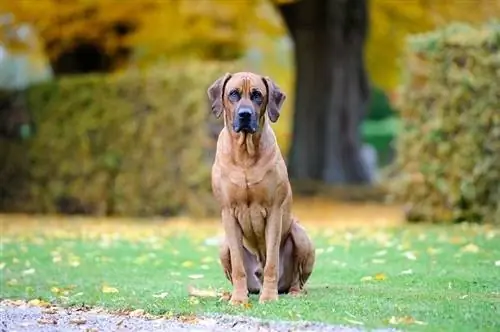 5 İnanılmaz Rodezya Ridgeback Rengi & Desen (Resimlerle)