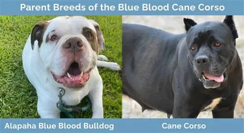 Blue Blood Cane Corso vecāku šķirnes