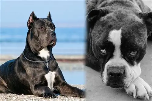 Blue Blood Cane Corso (Alapaha Blue Blood Bulldog & Cane Corso Mix): Informació, Imatges, Característiques & Fets