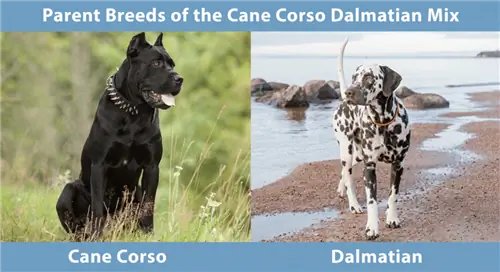 Cane Corso Dalmatian aralashmasi