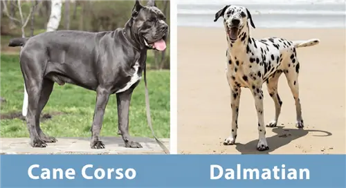 Cane Corso Dalmatian Mix informācija: attēli, temperaments & iezīmes