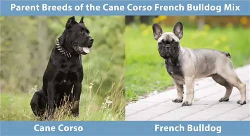 Cane Corso ֆրանսիական բուլդոգ խառնուրդ